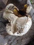 Calvatia pachyderma image