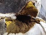 Calvatia pachyderma image