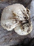 Calvatia pachyderma image