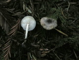 Lepiota atrodisca image