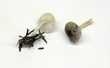 Lepiota atrodisca image
