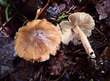 Inocybe grammata image