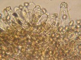 Inocybe grammata image