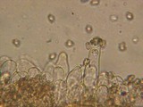Inocybe grammata image