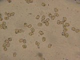 Inocybe grammata image