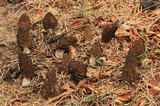 Morchella sextelata image