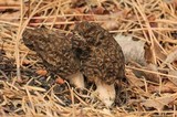 Morchella sextelata image