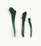 Microglossum viride image