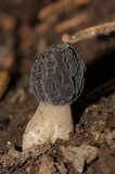 Morchella sextelata image