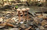 Laccaria vinaceobrunnea image