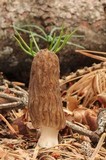 Morchella sextelata image