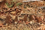 Morchella sextelata image