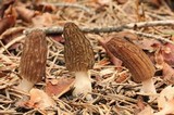 Morchella sextelata image