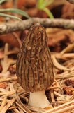 Morchella sextelata image
