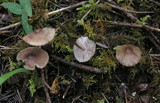 Mycena galericulata image