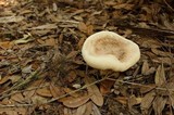 Laetiporus persicinus image