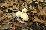 Laetiporus persicinus image