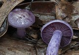Cortinarius austroviolaceus image