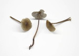 Mycena galericulata image