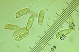 Ramaria rasilispora var. rasilispora image