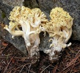 Ramaria rasilispora image