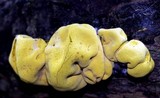 Entonaema liquescens image