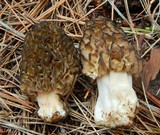 Morchella snyderi image