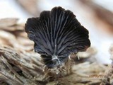 Resupinatus alboniger image