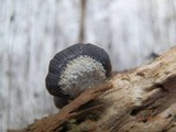Resupinatus alboniger image