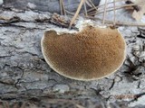 Trametes hirsuta image
