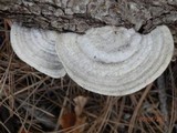 Trametes hirsuta image