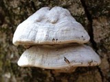 Fomes excavatus image