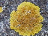 Caloplaca flavescens image