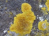 Caloplaca flavescens image