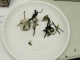 Phellodon tomentosus image