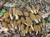 Morchella americana image