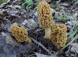 Morchella americana image