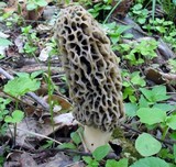 Morchella americana image