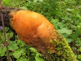 Fusicolla merismoides image