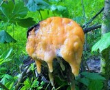 Fusicolla merismoides image