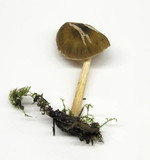 Pluteus romellii image
