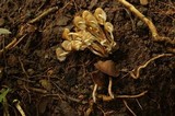 Psilocybe moseri image