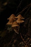 Psilocybe moseri image