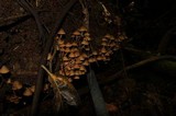 Psilocybe moseri image