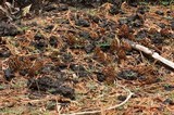 Morchella sextelata image