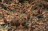 Morchella sextelata image
