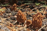 Morchella sextelata image