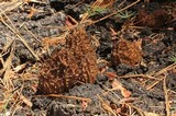 Morchella sextelata image