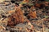 Morchella sextelata image