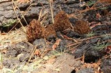 Morchella sextelata image